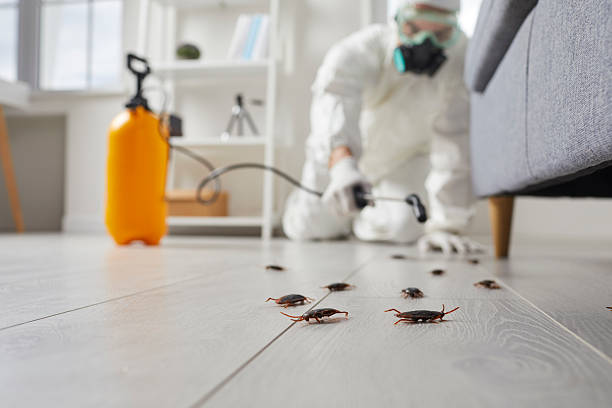 Commercial Kitchen Cockroach Control in Pine City